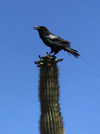 Jan 31 - Local raven.